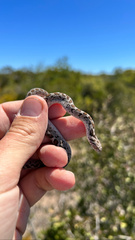Dasypeltis scabra