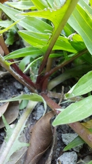 Taraxacum erythrospermum