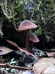 Mycena purpureofusca