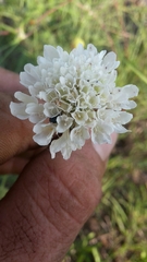 Scabiosa columbaria