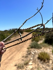 Homoroselaps lacteus