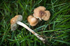 Marasmius oreades
