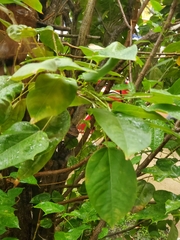 Jatropha integerrima