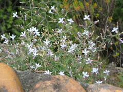 Lobelia hypsibata