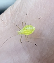 Macrosiphum euphorbiae