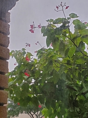 Jatropha integerrima