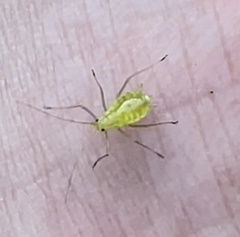 Macrosiphum euphorbiae