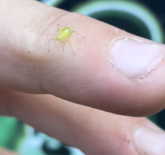 Macrosiphum euphorbiae