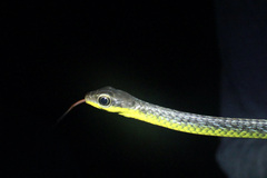 Chironius septentrionalis