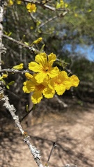Tabebuia nodosa