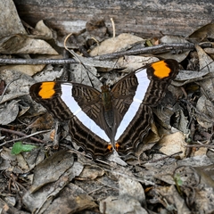 Adelpha fessonia