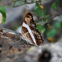 Adelpha fessonia