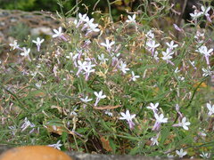 Lobelia hypsibata