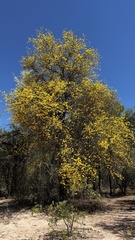 Tabebuia nodosa