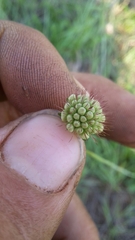 Scabiosa columbaria