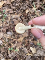 Amanita lavendula