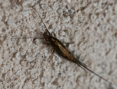 Lepismachilis