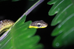 Chironius septentrionalis