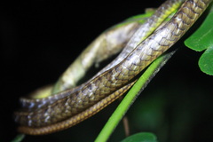 Chironius septentrionalis