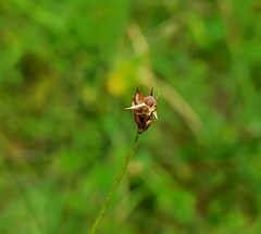 Carex chordorrhiza