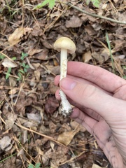 Amanita lavendula