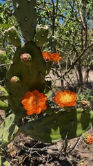 Opuntia elata