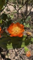 Opuntia elata