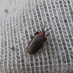 Microrhopala vittata