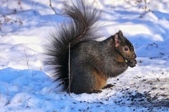 Sciurus carolinensis