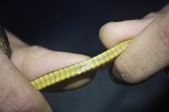 Chironius septentrionalis