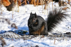 Sciurus carolinensis