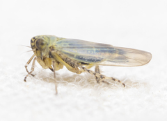 Macrosteles