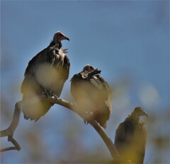 Necrosyrtes monachus