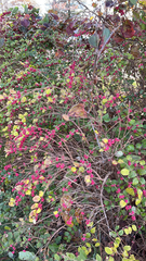 Symphoricarpos orbiculatus