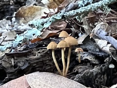 Mycetinis copelandii