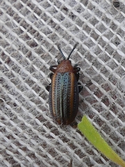 Microrhopala vittata