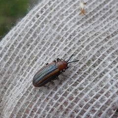 Microrhopala vittata