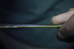 Chironius septentrionalis