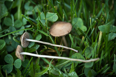 Panaeolus foenisecii
