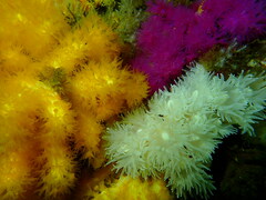Anthozoa