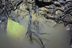 Leptodactylus validus