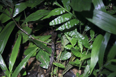 Leptodeira ashmeadii