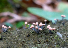 Stilbocrea gracilipes