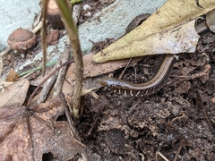 Ophisaurus ventralis
