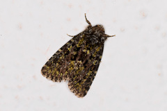 Paramiana smaragdina