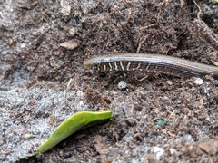 Ophisaurus ventralis
