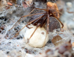 Scytodes elizabethae
