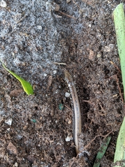 Ophisaurus ventralis