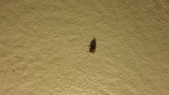 Clastoptera obtusa