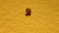 Clastoptera obtusa